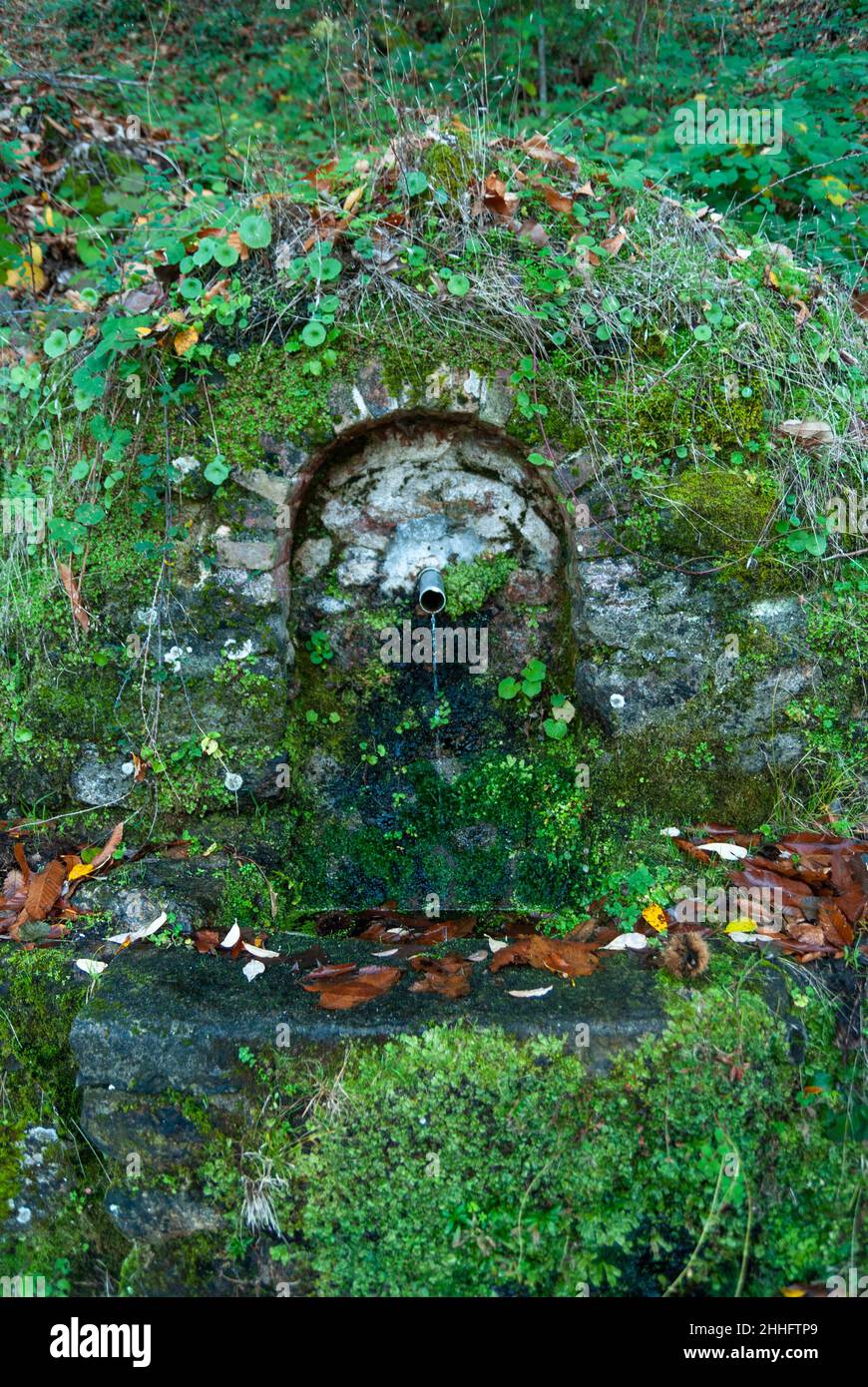 Fonte naturale di acqua sorgiva in pietra con muschio e vegetazione in autunno Foto Stock