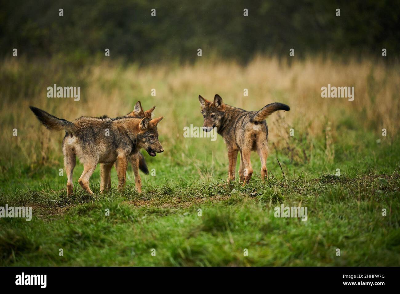 Tre lupi - Canis lupus nascosto in un prato. Scena faunistica dalla natura polacca. Animale pericoloso nella foresta naturale e habitat dei prati. Lupo grigio Figh Foto Stock Tre lupi - Canis lupus nascosto in un prato. Scena faunistica dalla natura polacca. Animale pericoloso nella foresta naturale e habitat dei prati. Lupo grigio Figh Foto Stock