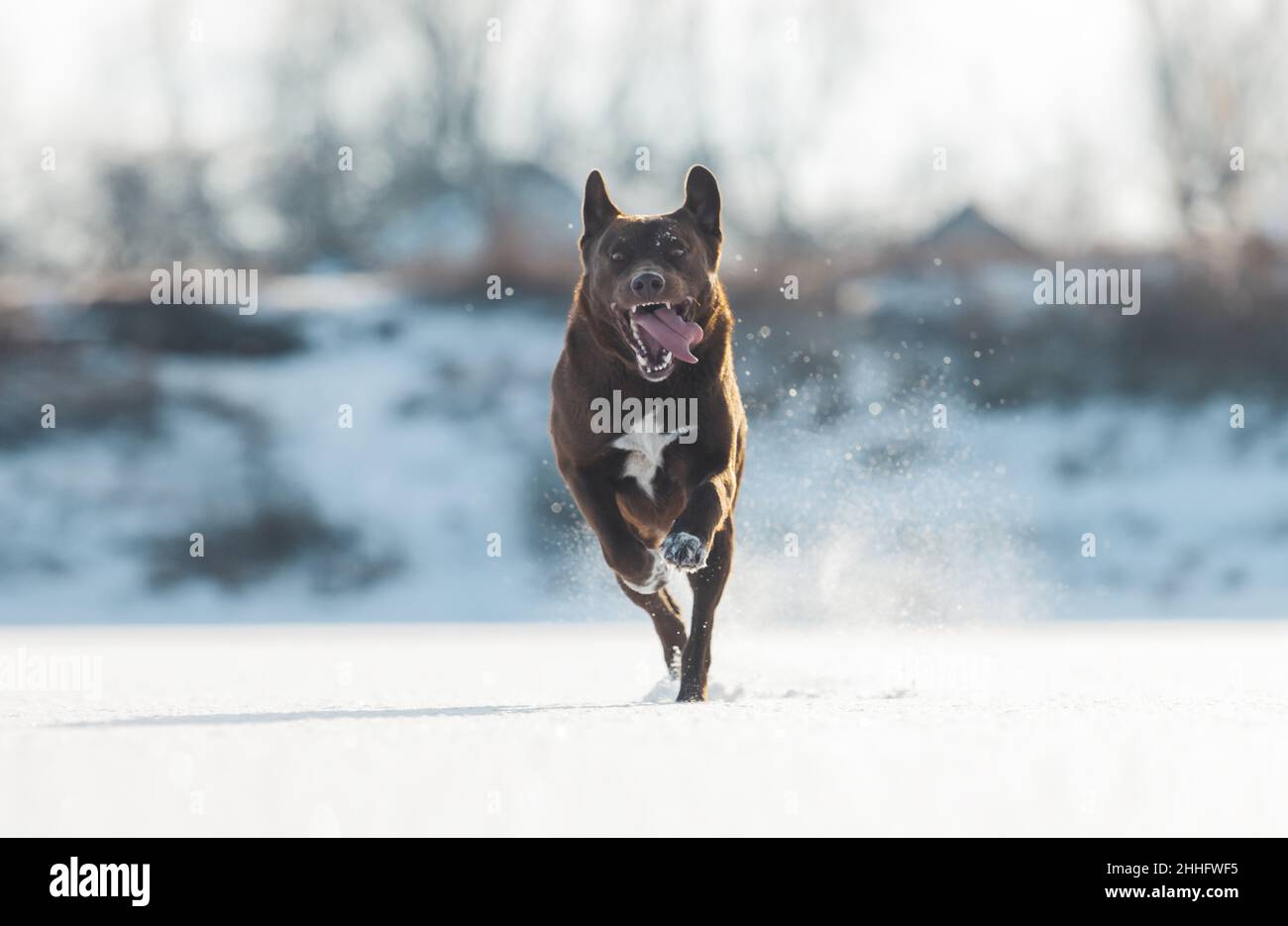 il cane corre rapidamente sul ghiaccio che solleva la polvere di neve Foto Stock