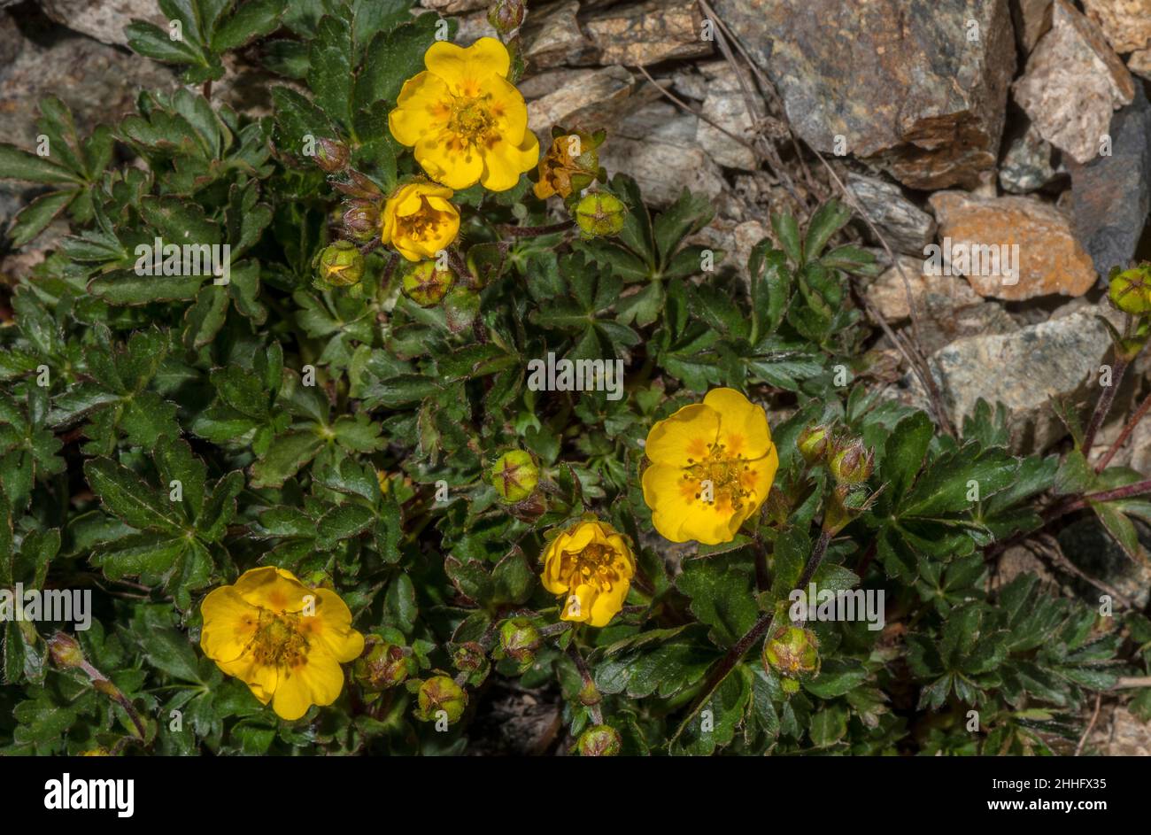 Olio di cinquefoil alpino, Potentilla crantzii, in fiore nelle Alpi. Foto Stock