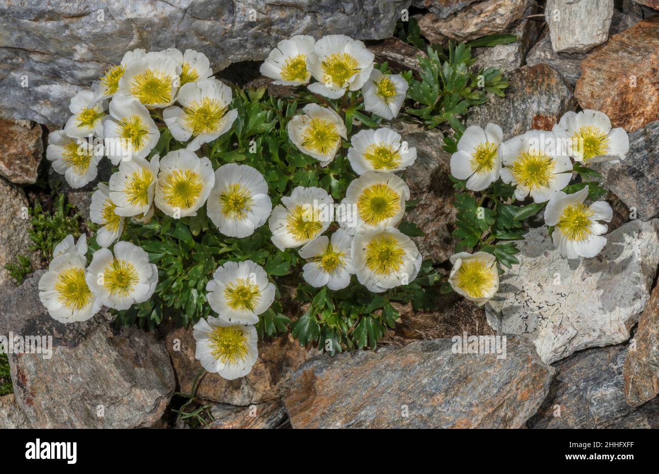 Corona di ghiacciai, Ranunculus glacialis, in fiore su ghiacciai rocciosi a quota alta. Foto Stock