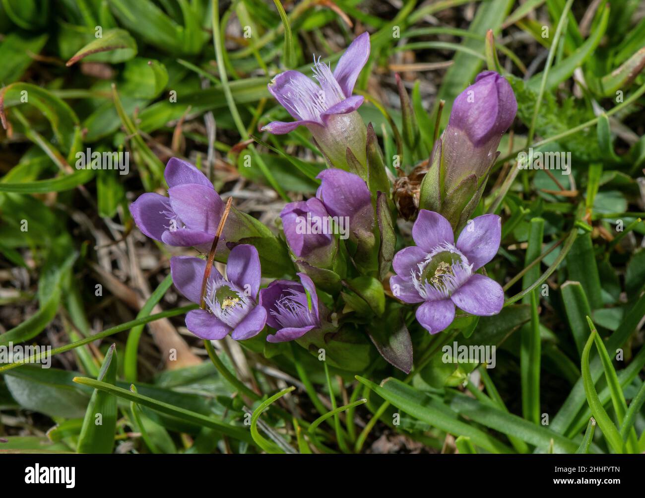 Genziana tedesca, Gentianella germanica, in fiore in prateria montana, Alpi svizzere. Foto Stock