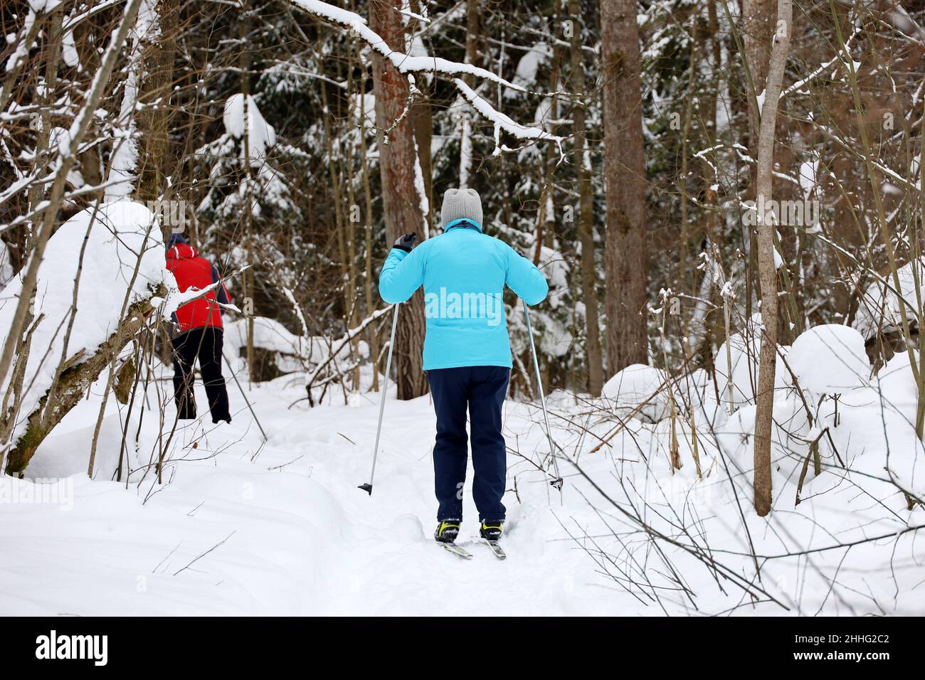 Persone che sciano nella foresta invernale. Sciatore donna che cammina sulla neve in una Falegnameria Foto Stock