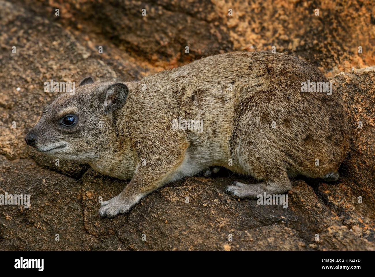 Comune roccia Hyrax - Procavia capensis, piccolo mammifero da colline e montagne africane, Tsavo Est, Kenya. Foto Stock