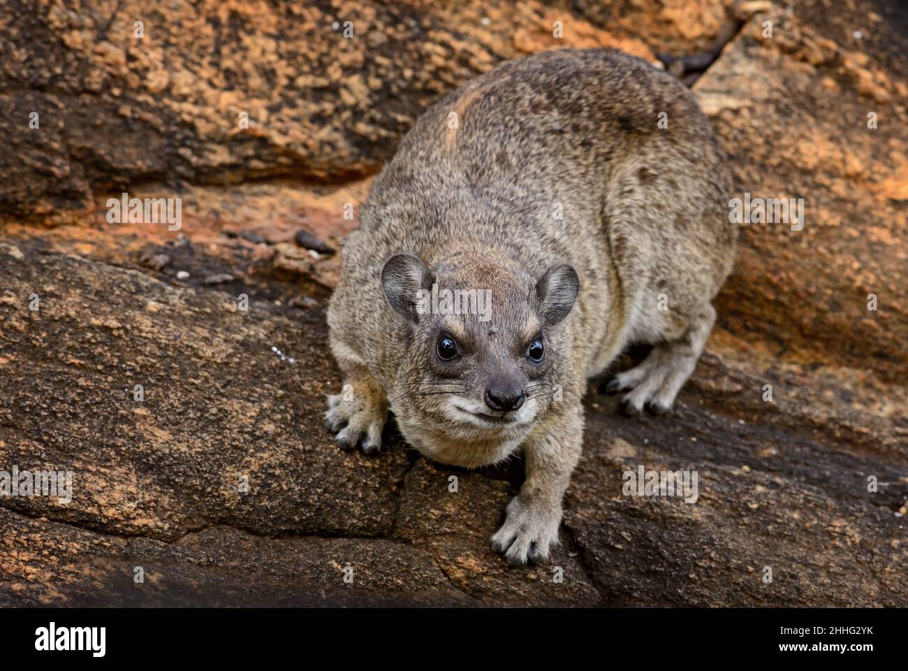 Comune roccia Hyrax - Procavia capensis, piccolo mammifero da colline e montagne africane, Tsavo Est, Kenya. Foto Stock