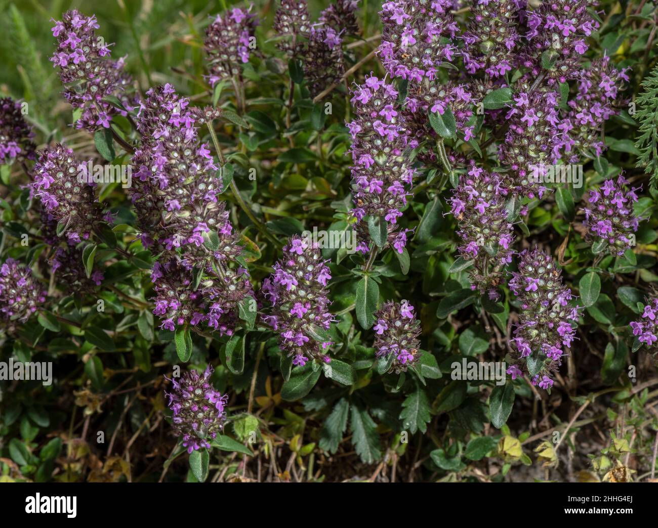 Timo grande, Timo pulegioides, in fiore su riva rocciosa. Foto Stock