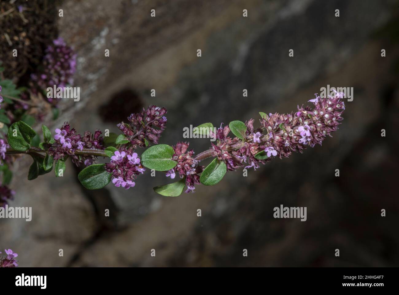 Timo grande, Timo pulegioides, in fiore su riva rocciosa. Foto Stock