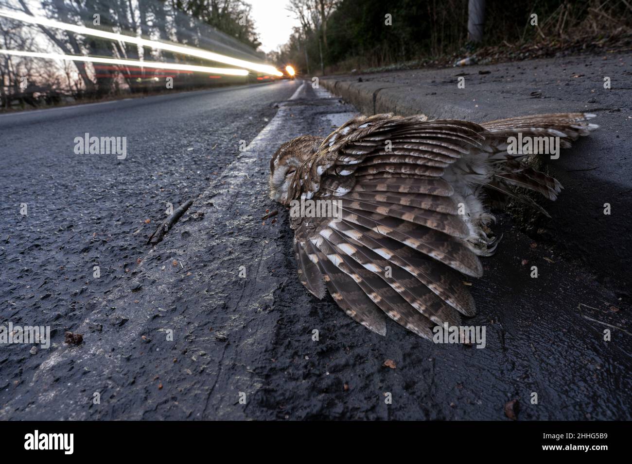 Tawny Owl ( Strix aluco ) strada uccidere, sdraiato sul lato di una strada trafficata (il A65), West Yorkshire Foto Stock