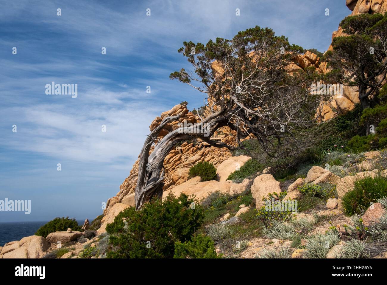 Albero che mostra la sua resilienza lungo una aspra costa sarda in Italia Foto Stock