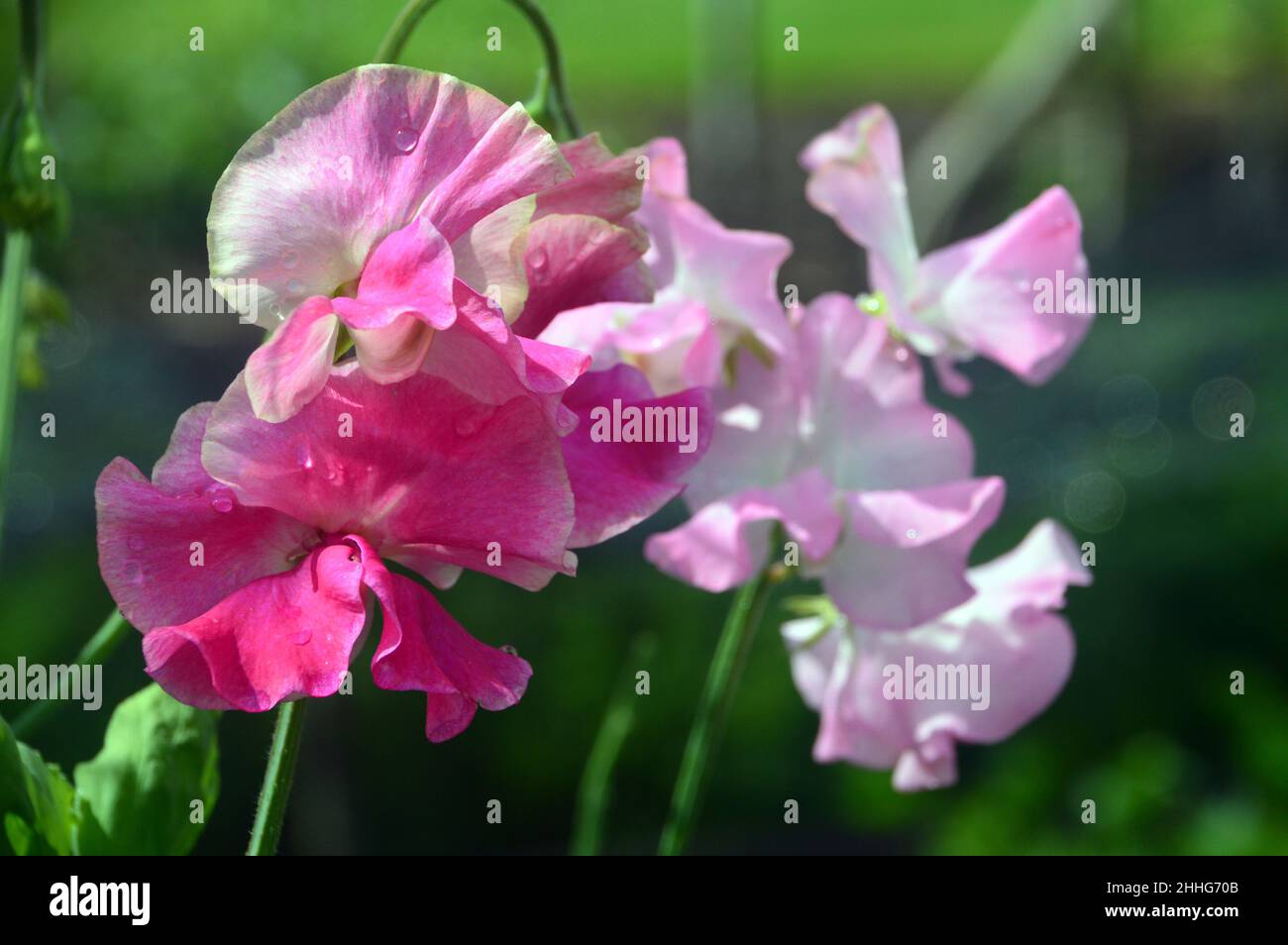 Rosa/Bianco Pea dolce (Lathyrus odoratus) Fiori coltivati nel Giardino vegetale a RHS Garden Harlow Carr, Harrogate, Yorkshire, Inghilterra, Regno Unito. Foto Stock