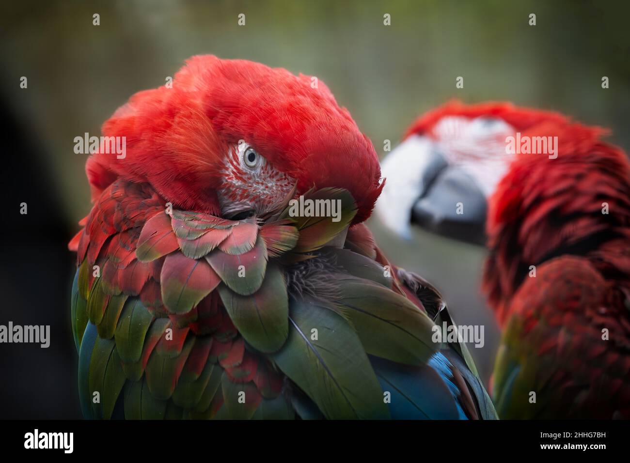 Macaw (Ara chloropterus, macaw rosso e verde), pappagallo di grandi dimensioni della famiglia: Psittacidae, regione: Foreste dell'Amme settentrionale e centrale del Sud Foto Stock