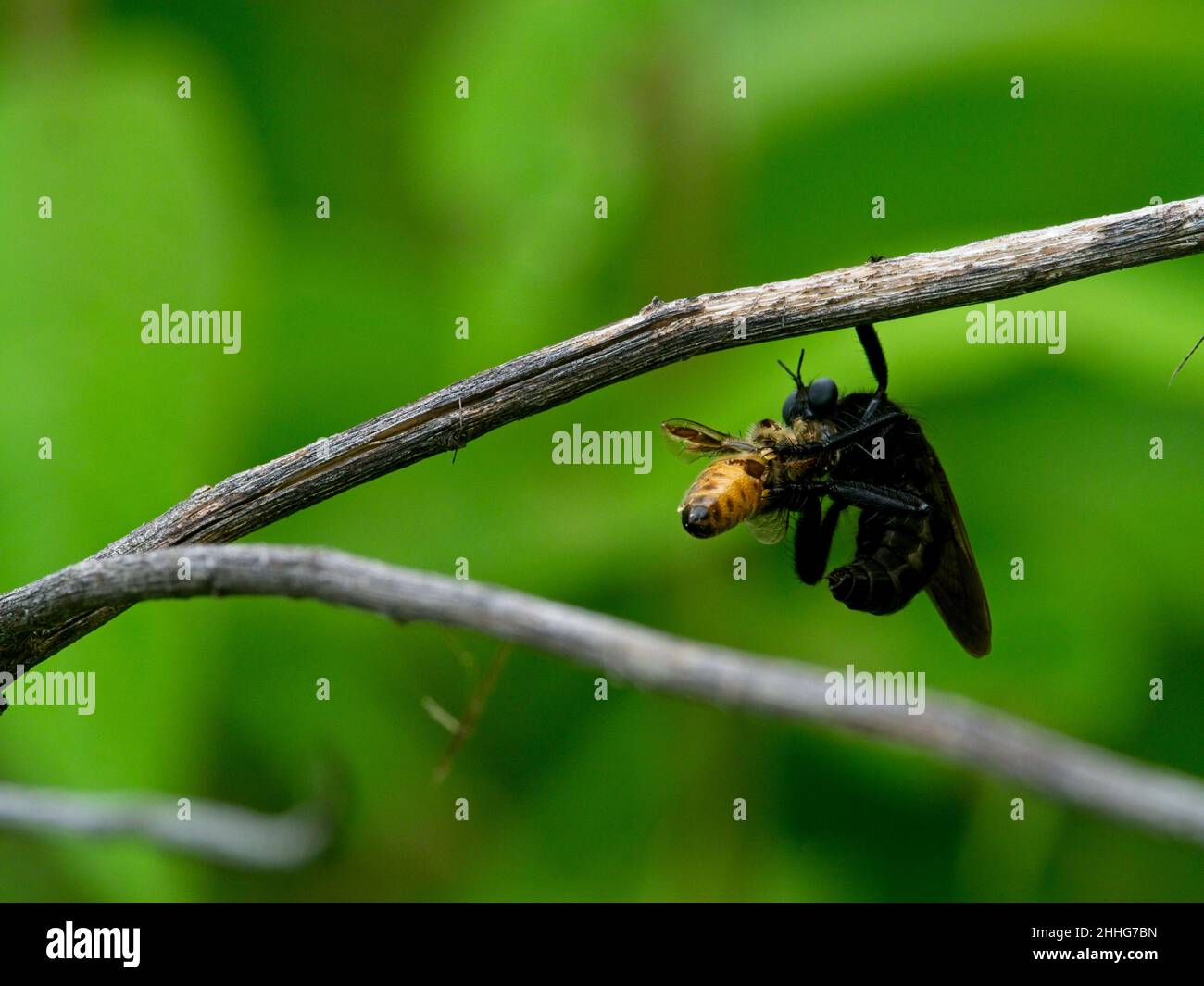 Primo piano di una grande vespa nera con ape in bocca appesa al ramo di Vilcabamba, Ecuador. Foto Stock