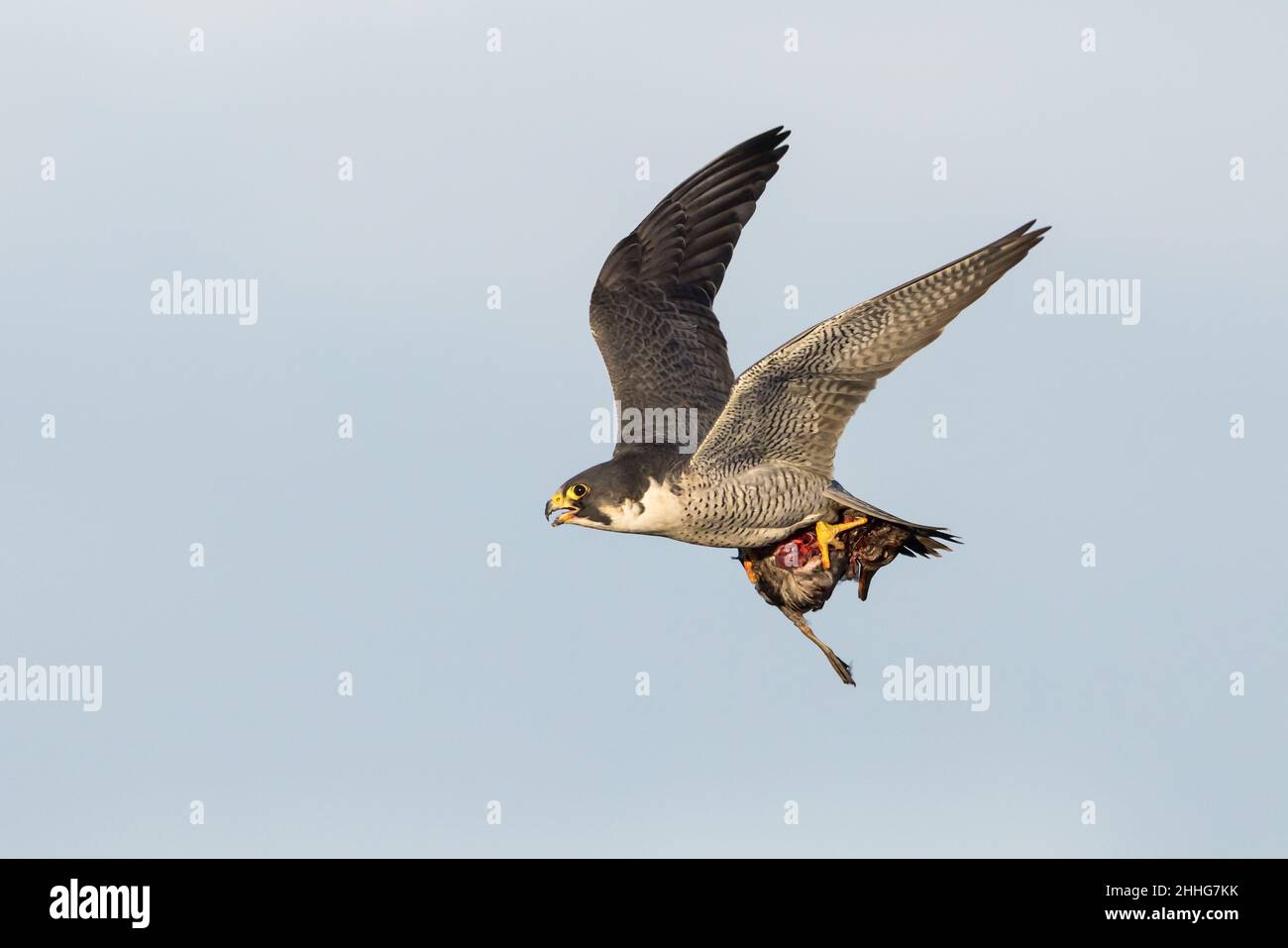 Falco peregrino che porta una metà mangiato Teal Foto Stock