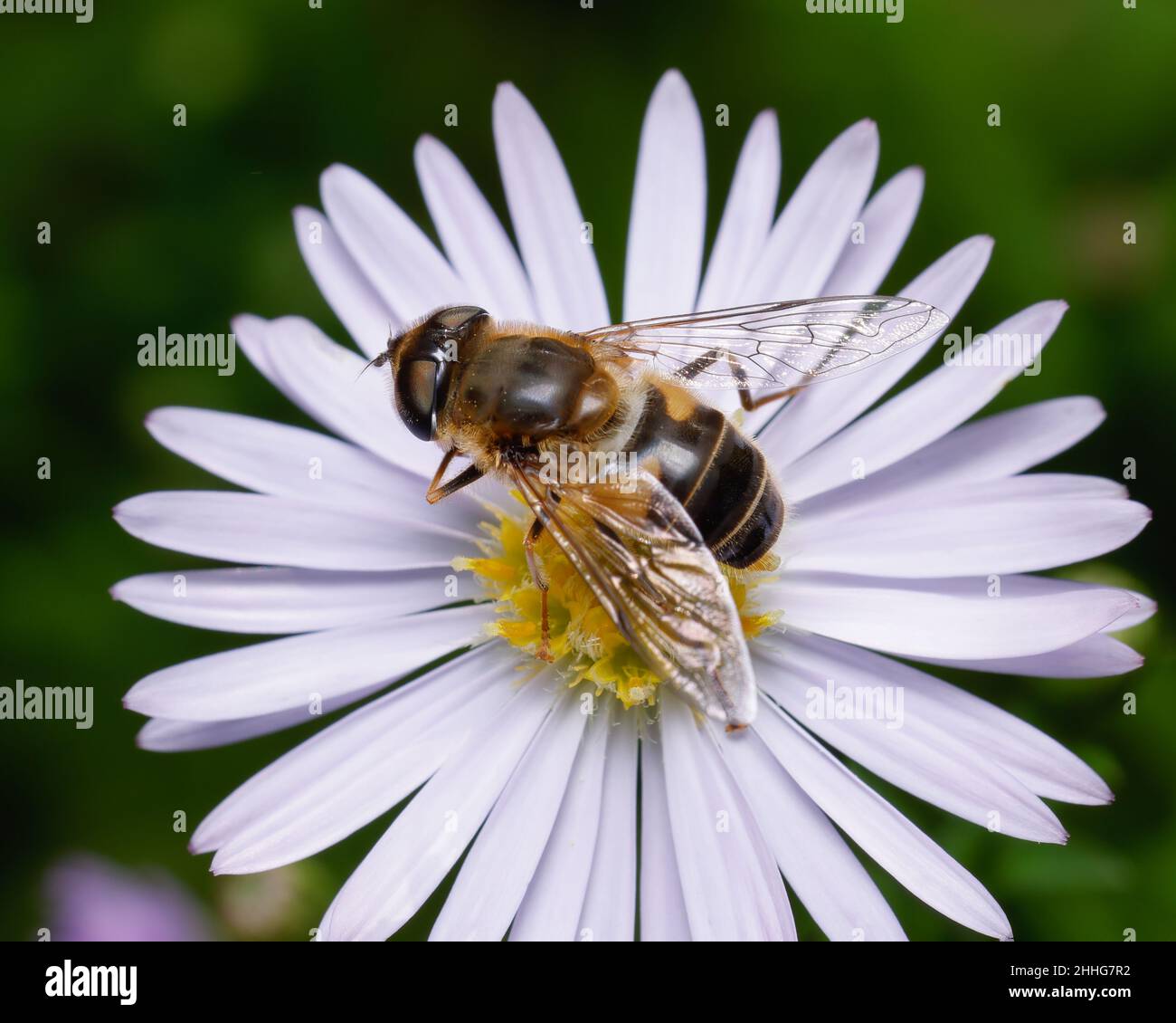 Il drone affusolato vola su una margherita Oxeye Foto Stock