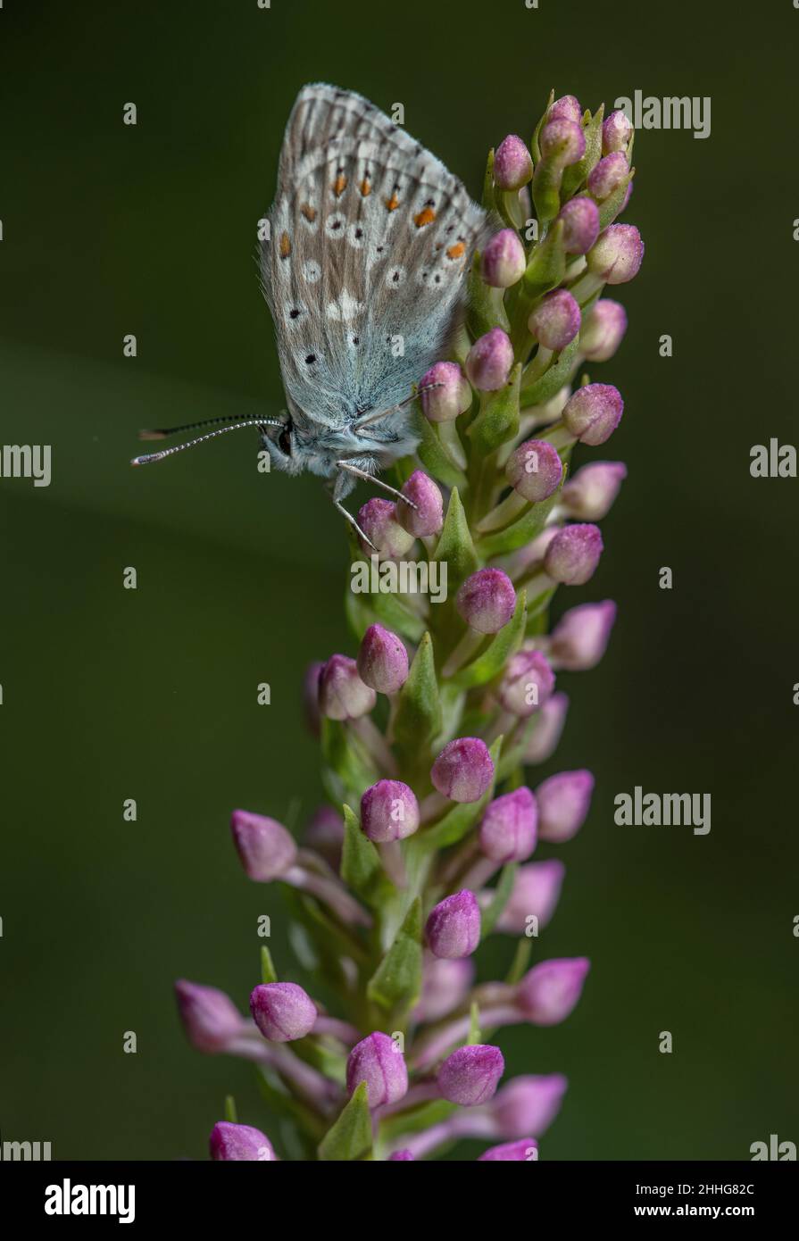 Farfalla blu comune su Orchidea fragrante. Foto Stock