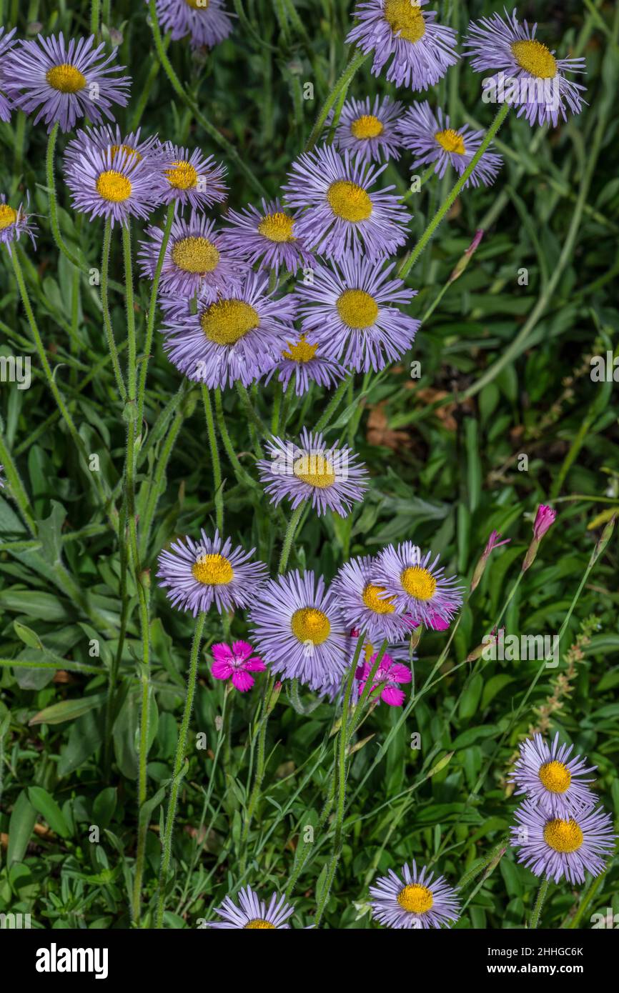 Fleabane alpine, Erigeron alpine in fiore; Alpi italiane. Foto Stock