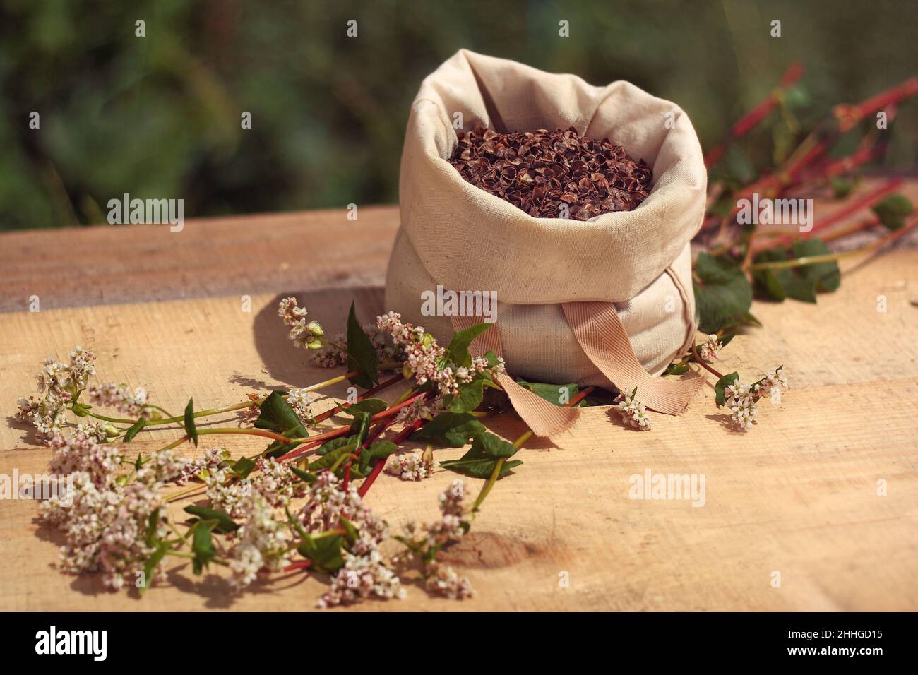 Scafi di grano saraceno - sacco con grani, spighe di grano Foto Stock