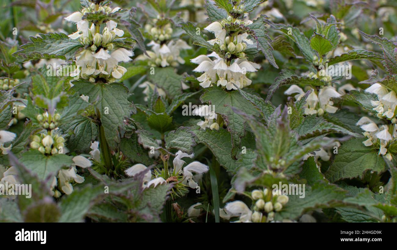 Diverse ortiche morte l'una accanto all'altra Foto Stock