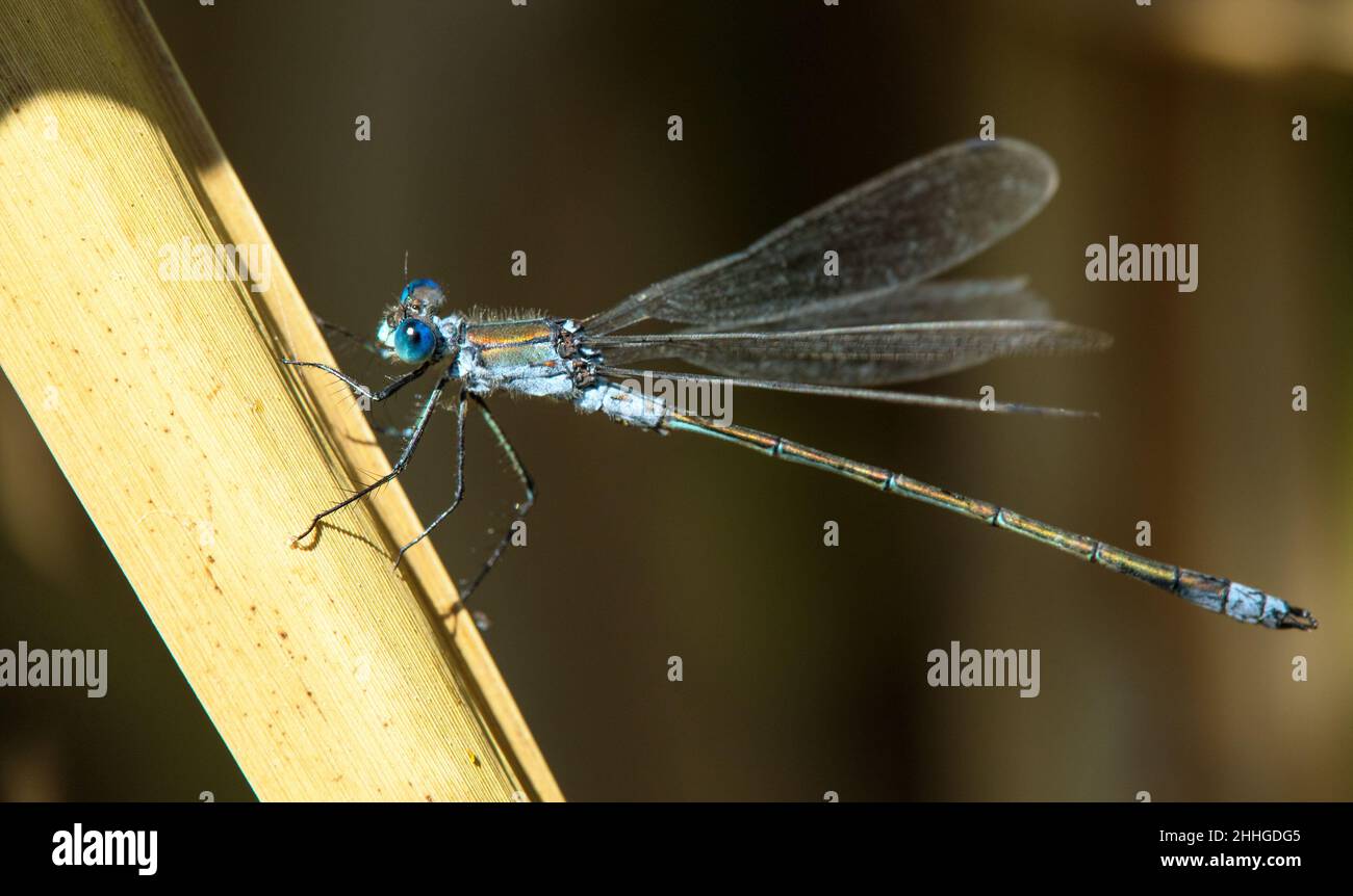 Blue dragonfly Enallagma cyathigerum, damselfly blu comune, bluet comune, o bluet settentrionale Foto Stock