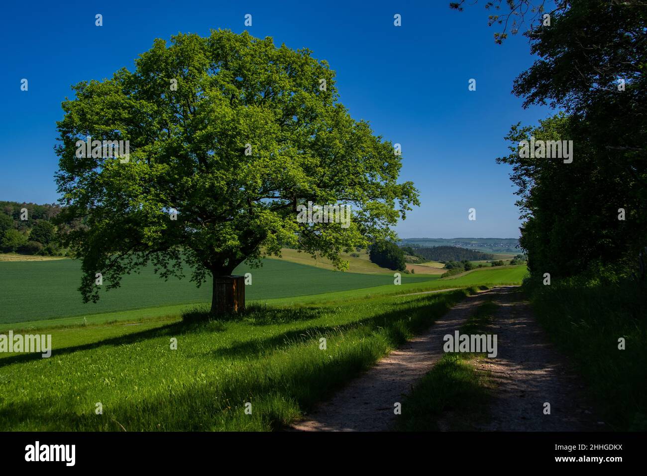 Bel sentiero escursionistico a Dollendorf nel Eifel con un enorme albero in fiore verde Foto Stock