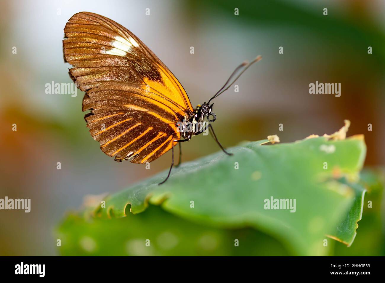 Farfalla dell'ala della tigre Foto Stock