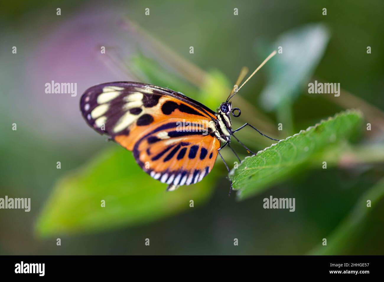 Farfalla tropicale di Milkweed che riposa su una foglia Foto Stock
