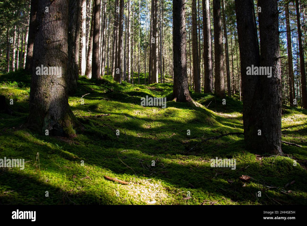 Il pavimento verde della foresta coperto di muschio nel sole assomiglia ad un tappeto Foto Stock