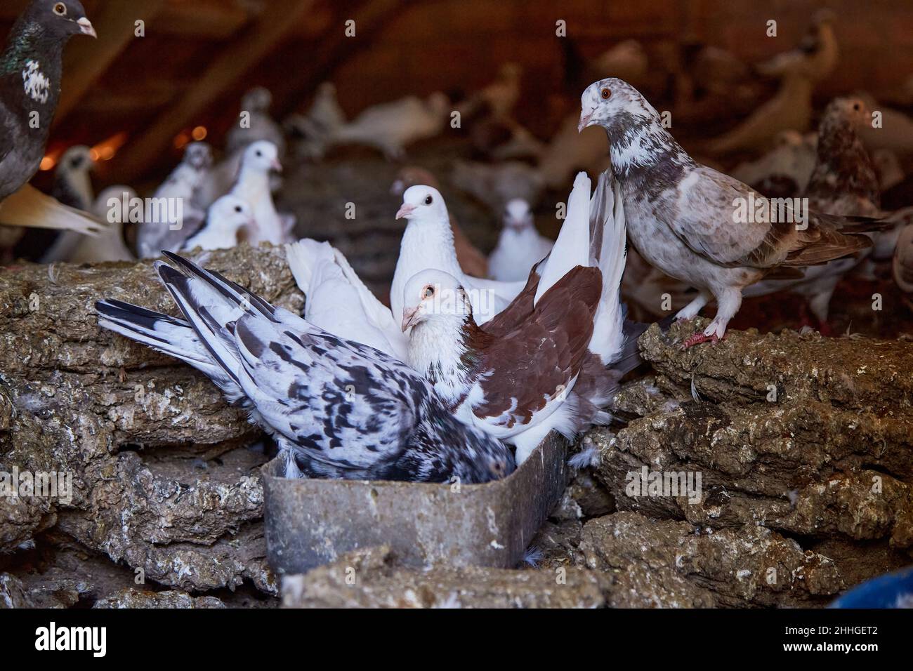 Allevamento di piccioni di razza pura in cortile privato. Casa calda per uccelli. Hobby per l'anima. Dieta carne. Naturecore vita pastorale rurale concetto Copia spazio. Foto di alta qualità Foto Stock