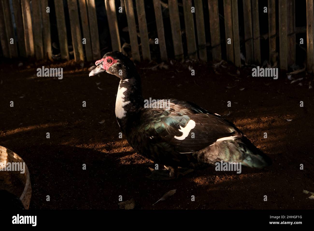 Un gruppo di anatre di manila che mangiano in una gabbia, defocused, sfondo, astratto, Foto Stock