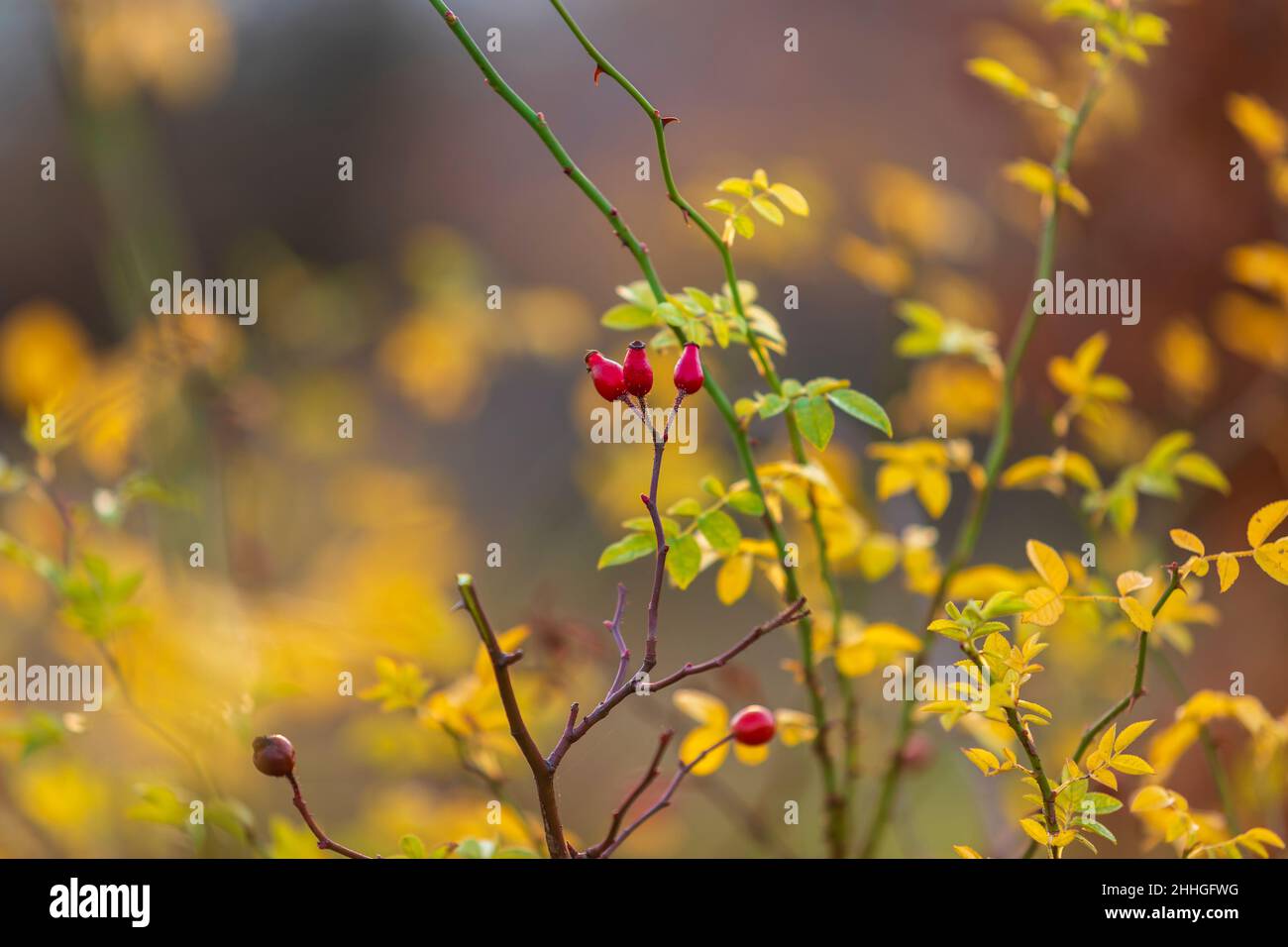 Bella rosa cespuglio e i suoi frutti in autunno sole con bella luce e bokeh Foto Stock