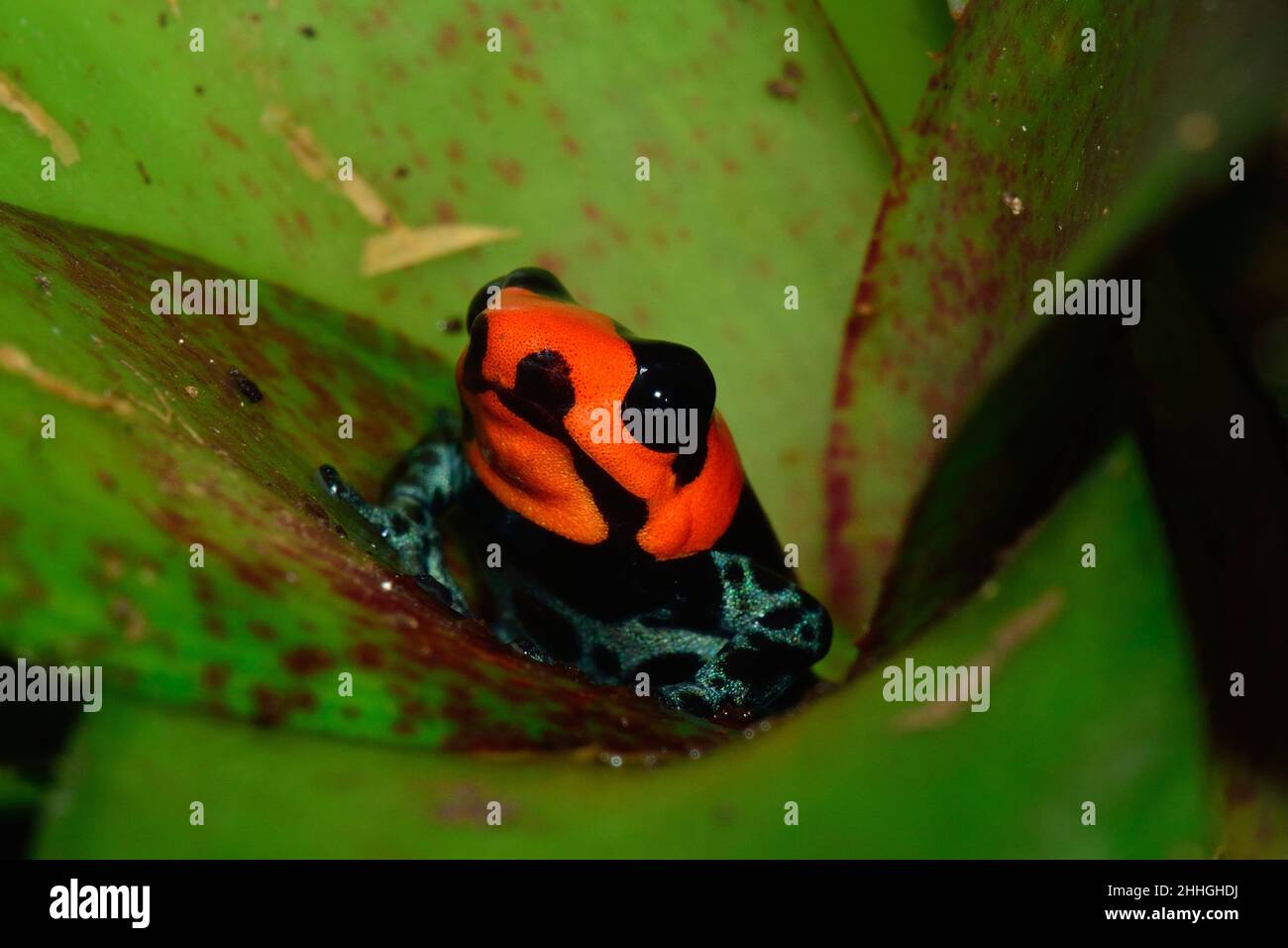 Pampas-del-Sacramento-Baumsteiger, rana velenosa benedetta, Ranitomeya bendicta Foto Stock