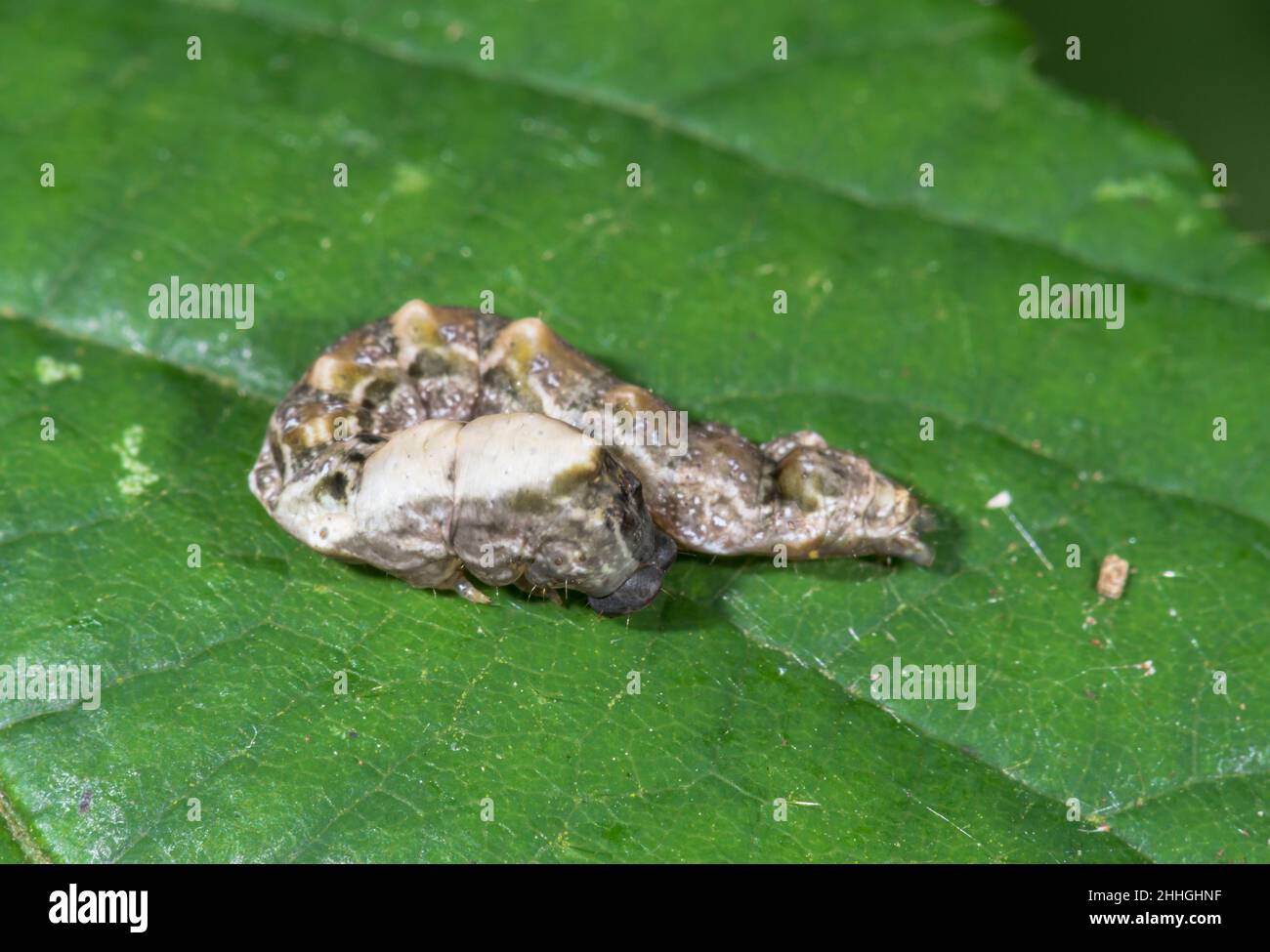Uccello caduta Poo mimico bruco di Peach Blossom Moth (Thyatira batis), Drepanidae. Sussex, Regno Unito Foto Stock