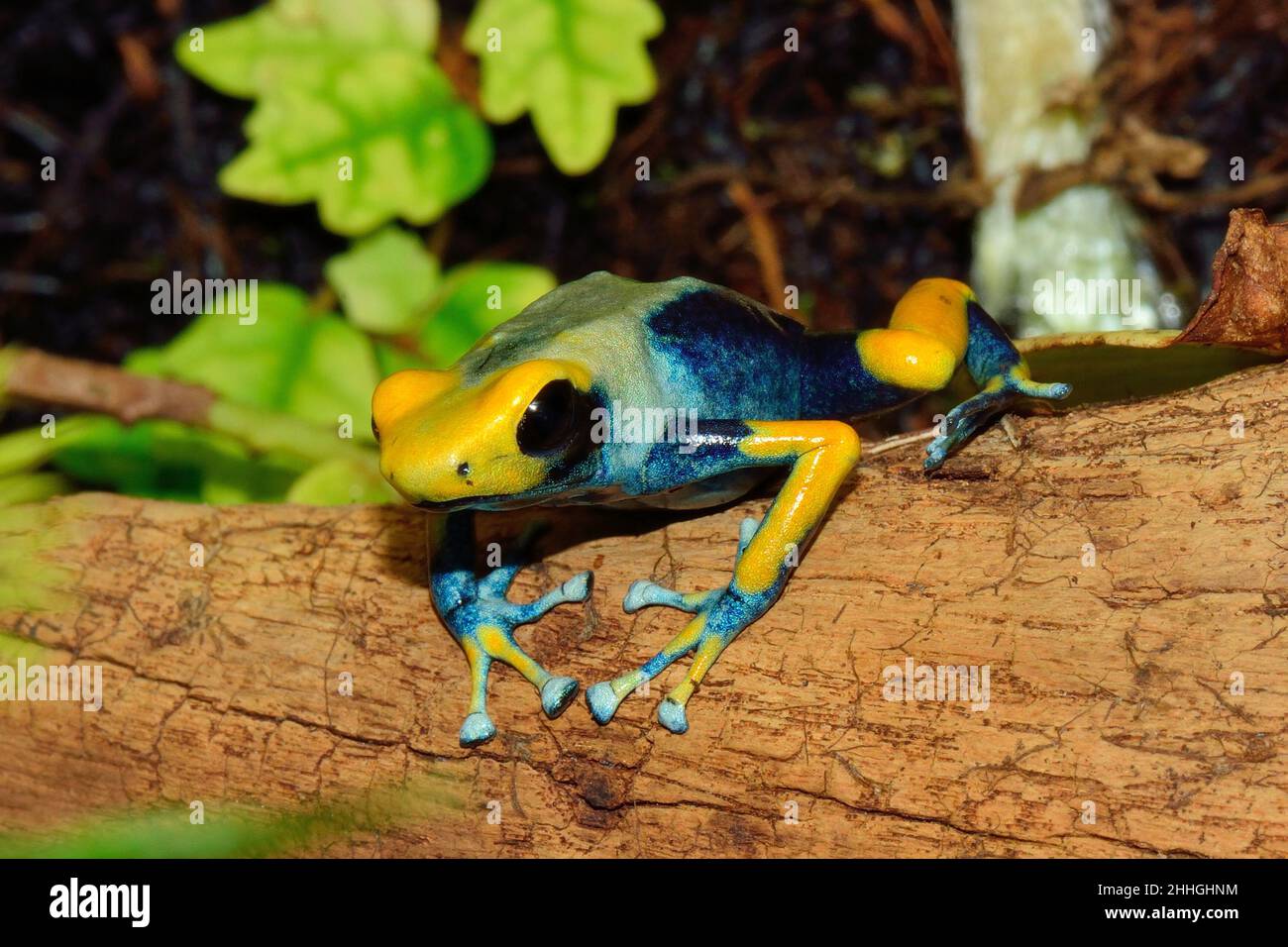 Färberfrosch, tintura frana, dendrobates tinctorius tumucamaque, Dendrobatidae Foto Stock