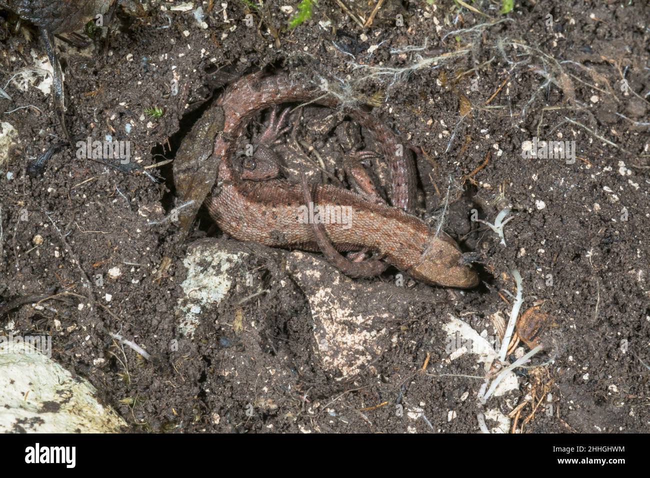 Comune viviparo Lizard Brumating sotto un Hibernation di roccia (Zootoca vivipara), Lacertidae. Sussex, Regno Unito Foto Stock