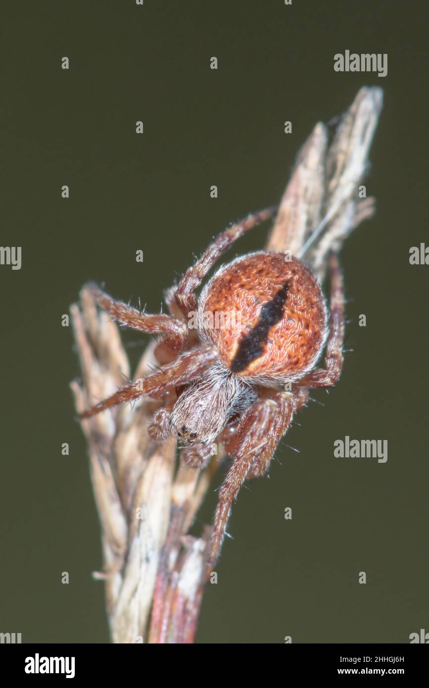 Orbweaver Gorse (Agalenatea reii) Spider Orb femmina, forma non comune EPSILON. Sussex, Regno Unito Foto Stock