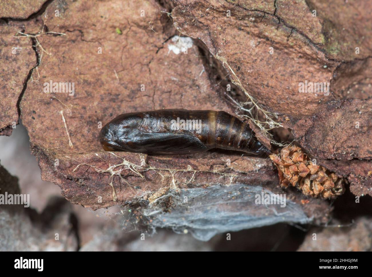 Pupa di Carpet di pino grigio Moth (Thera obeliscata), Geometridae. Sussex, Regno Unito Foto Stock