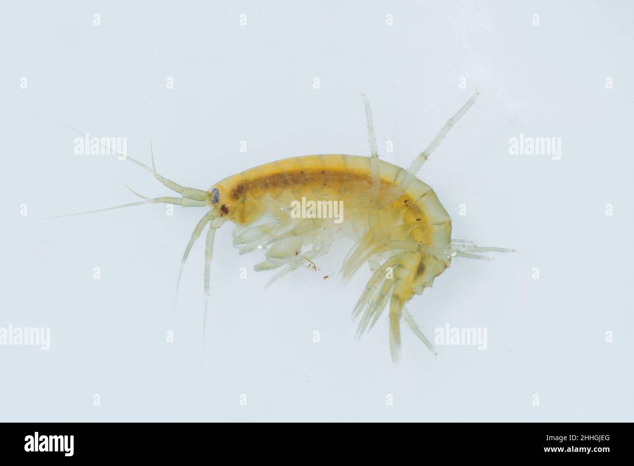 Gambaridae (Gambarus cf insensibilis) in acque salmastre, Gambaridae. Sussex Regno Unito Foto Stock