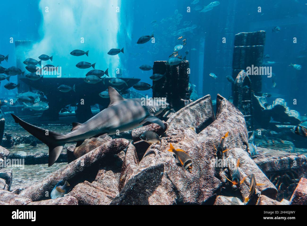 Squalo che nuota tra una scuola di pesce all'acquario, mondo subacqueo. Foto Stock