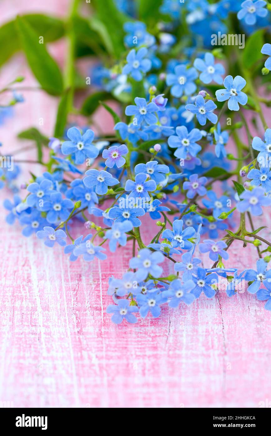 Fiori di Forgetmenot su superficie di legno Foto Stock