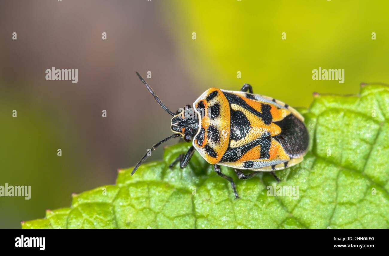 Forma gialla pallida di Shieldbug ornato (Euridema ornata), Pentatomidae. Sussex, Regno Unito Foto Stock