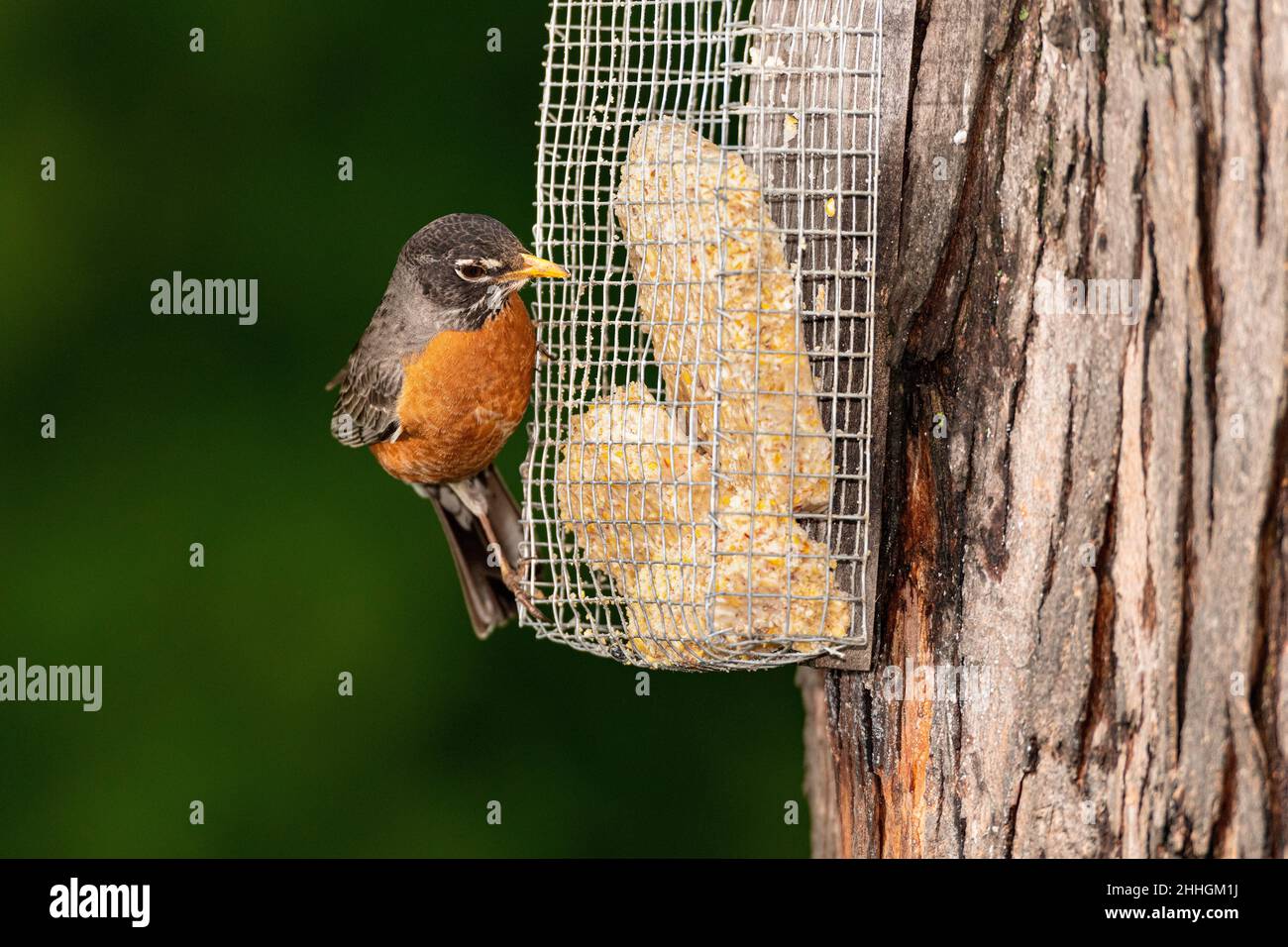 Robin americano aggrappato ad un alimentatore di sueto. Foto Stock