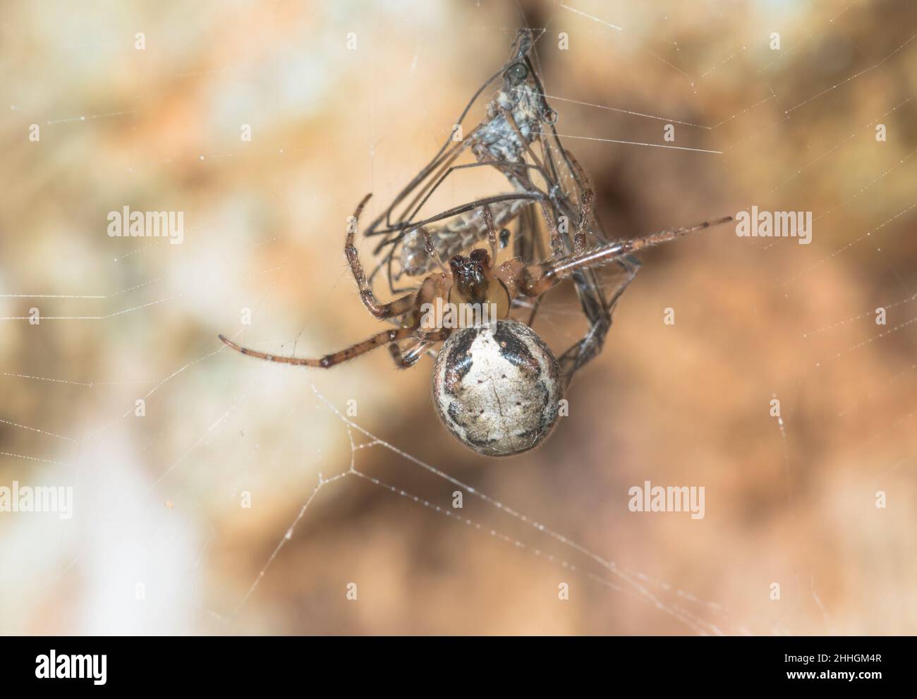 Settore rosso Spider (Zygiella atrica), Araneidae. Sussex, Regno Unito Foto Stock