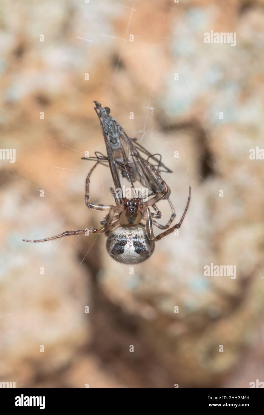 Settore rosso Spider (Zygiella atrica), Araneidae. Sussex, Regno Unito Foto Stock