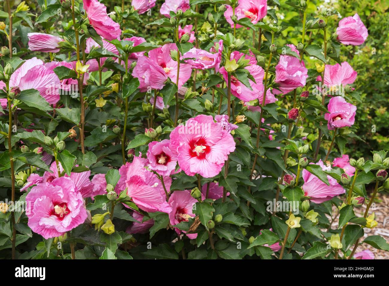 Hibiscus syriacus 'satin Ruffled' in estate. Foto Stock