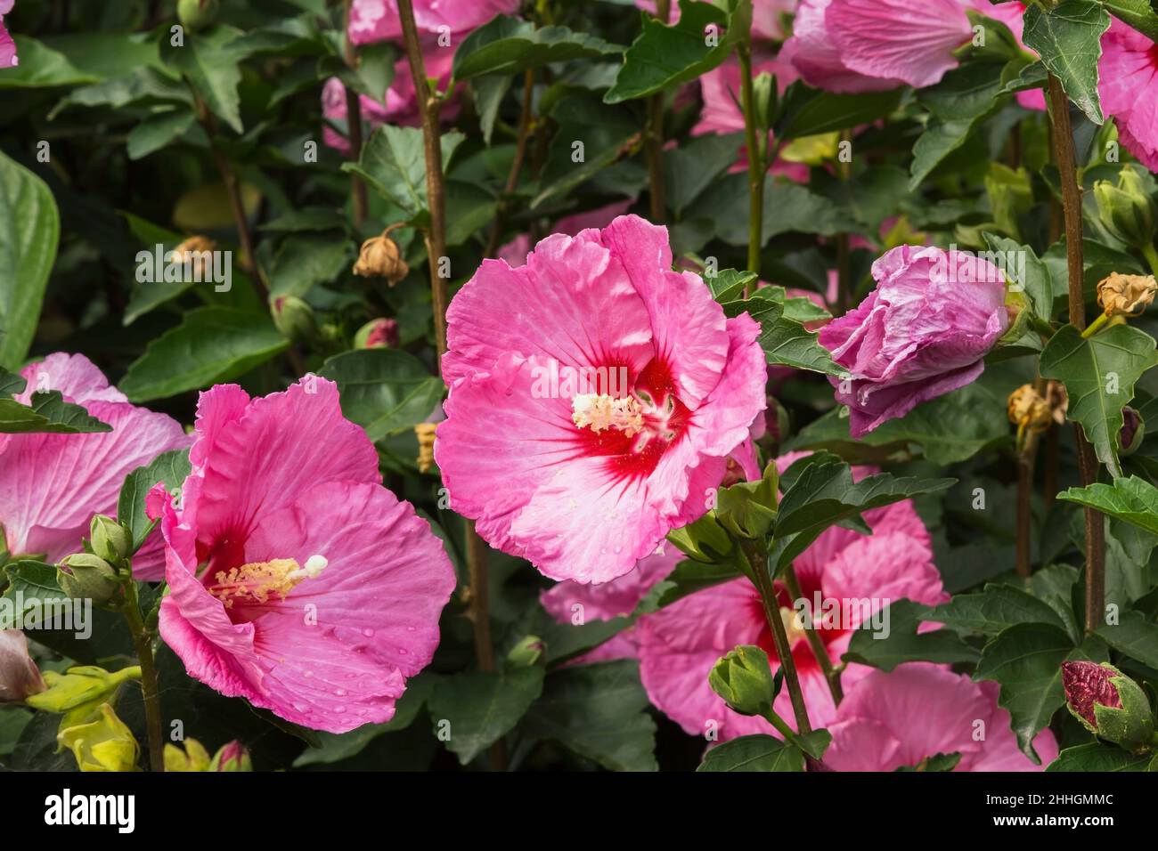 Hibiscus syriacus 'satin Ruffled' in estate. Foto Stock