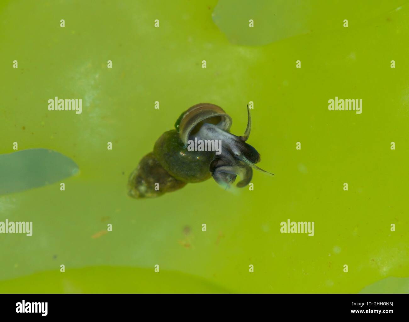 Lumaca viva della guglia (Ecrobia ventrosa) in acque salmastre, Hydrobiidae. Sussex Regno Unito Foto Stock