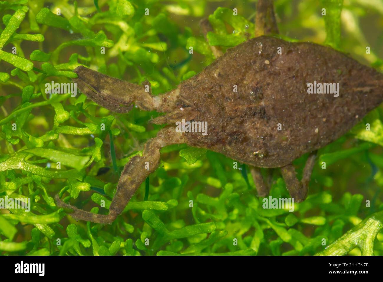 Scorpione d'acqua per adulti (Nepa cinerea) in acque poco profonde, Nepidae. Sussex Regno Unito Foto Stock