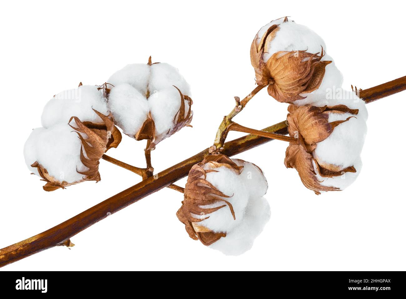 Ramo di fiori di piante di cotone isolato su sfondo bianco con percorso di taglio e profondità di campo completa Foto Stock