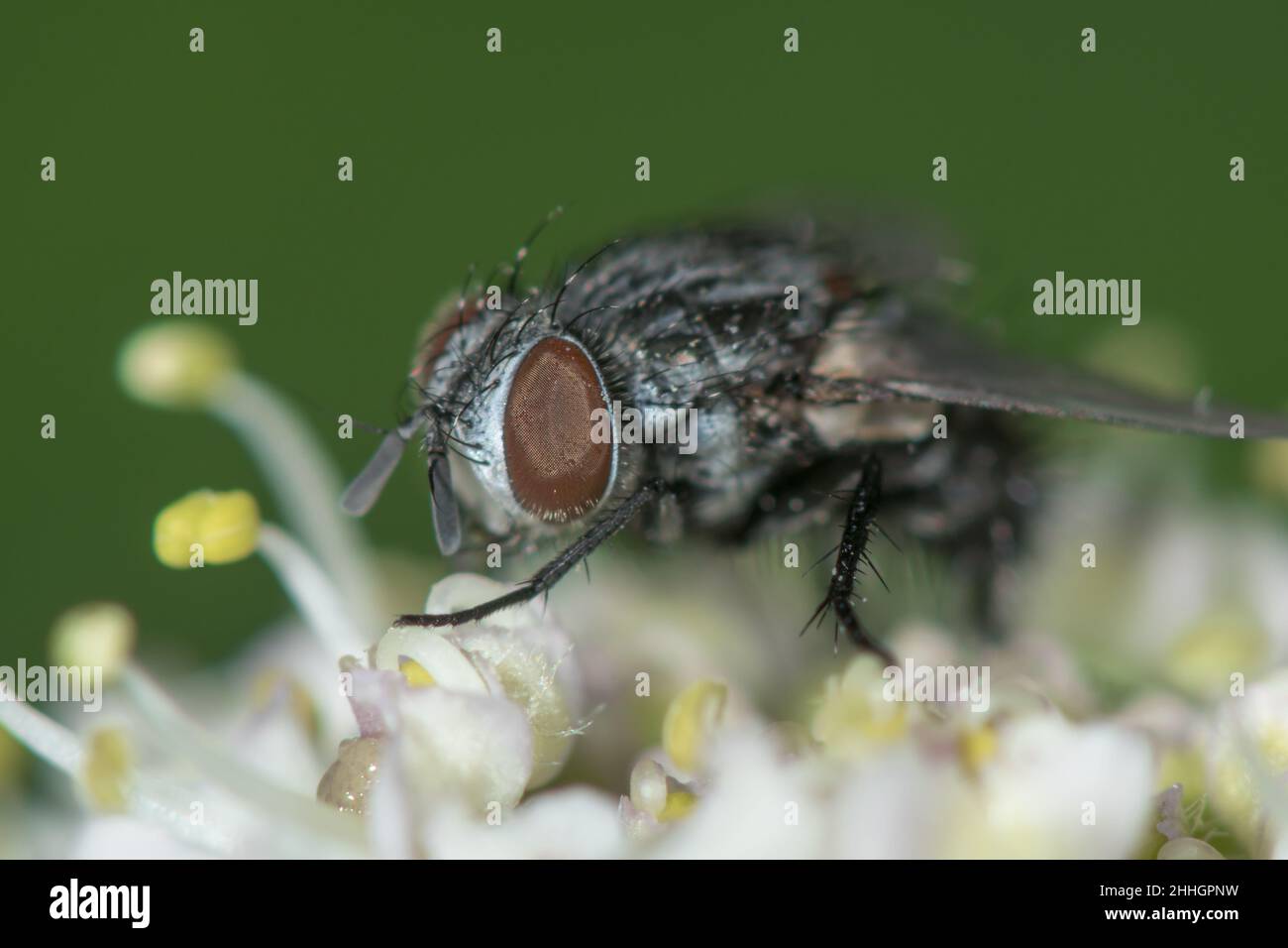 Testa di Tachinid Fly (Phryxe cf vulgaris). Parassita di lepidoptera, Tachinidae. Sussex, Regno Unito Foto Stock