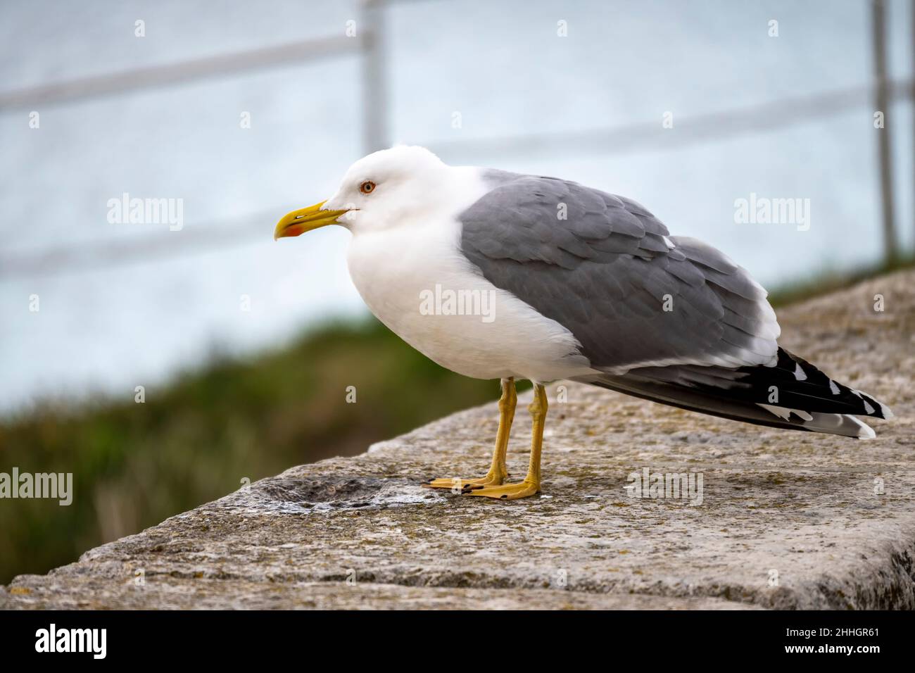 Gabbiano solitario in piedi sul recinto di pietra, sopra il mare nella città vecchia di Rovigno, Croazia Foto Stock